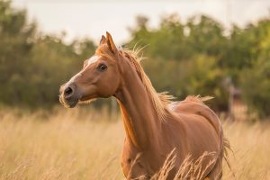 Corrección política en animales