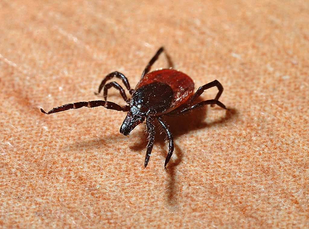 Garrapata patas negras